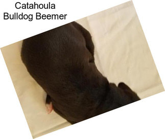 Catahoula Bulldog Beemer