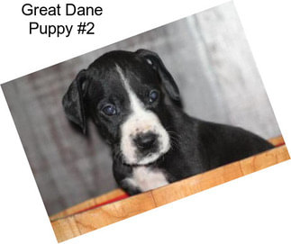 Great Dane Puppy #2