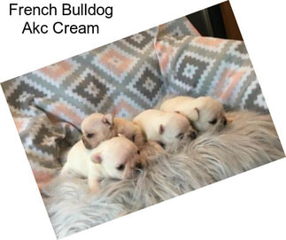 French Bulldog Akc Cream