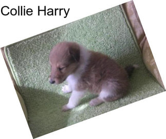 Collie Harry