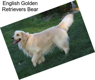 English Golden Retrievers Bear