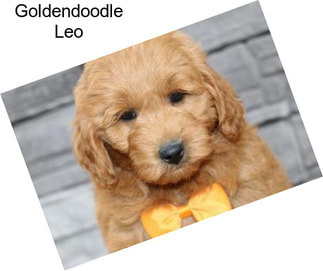 Goldendoodle Leo