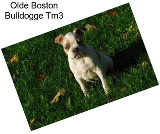 Olde Boston Bulldogge Tm3