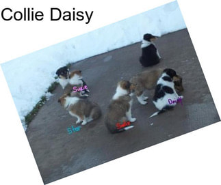 Collie Daisy