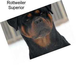 Rottweiler Superior