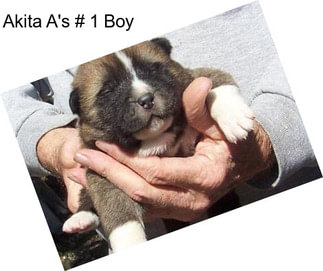 Akita A\'s # 1 Boy