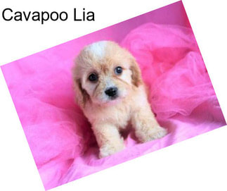 Cavapoo Lia