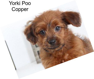 Yorki Poo Copper