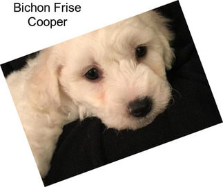 Bichon Frise Cooper