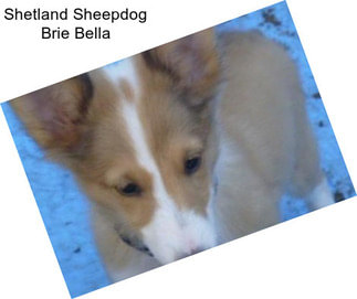 Shetland Sheepdog Brie Bella