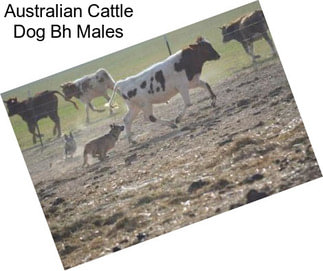 Australian Cattle Dog Bh Males