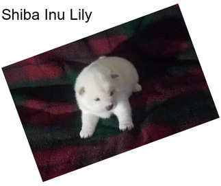 Shiba Inu Lily