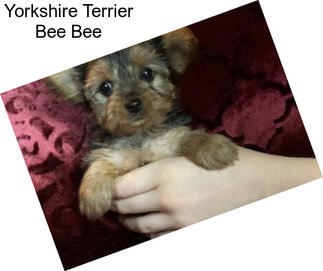 Yorkshire Terrier Bee Bee