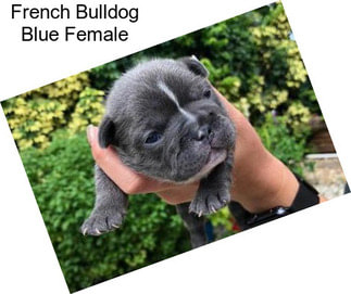 French Bulldog Blue Female