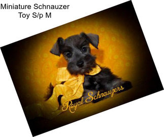 Miniature Schnauzer Toy S/p M