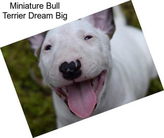 Miniature Bull Terrier Dream Big