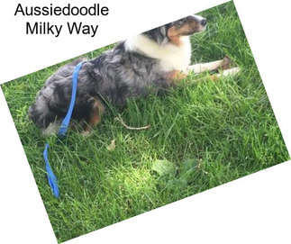 Aussiedoodle Milky Way