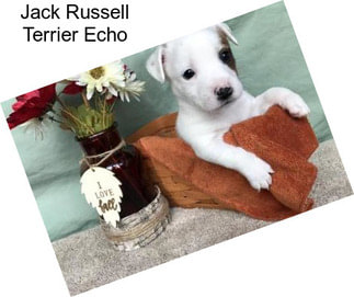 Jack Russell Terrier Echo