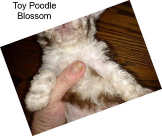 Toy Poodle Blossom
