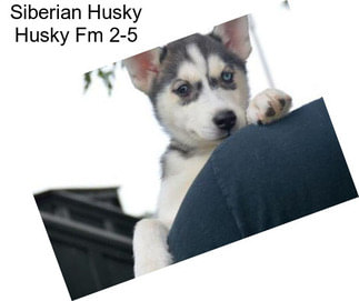 Siberian Husky Husky Fm 2-5