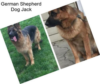 German Shepherd Dog Jack