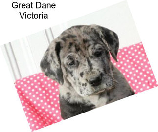 Great Dane Victoria