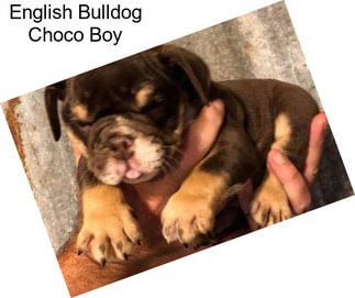 English Bulldog Choco Boy