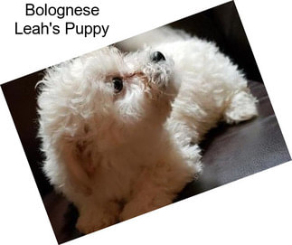 Bolognese Leah\'s Puppy