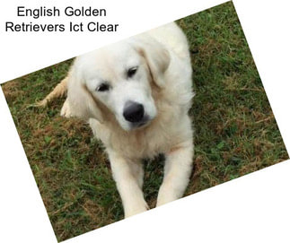 English Golden Retrievers Ict Clear