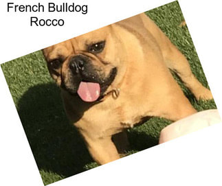 French Bulldog Rocco