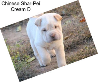 Chinese Shar-Pei Cream D