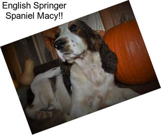 English Springer Spaniel Macy!!