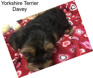 Yorkshire Terrier Davey