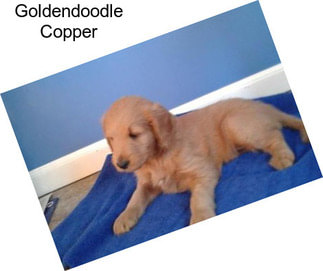 Goldendoodle Copper