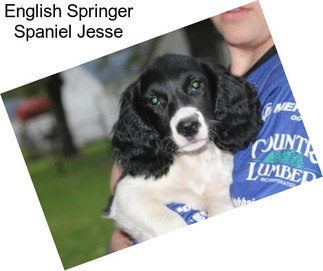 English Springer Spaniel Jesse
