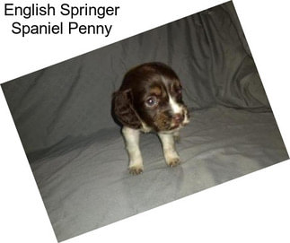English Springer Spaniel Penny