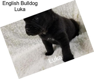 English Bulldog Luka