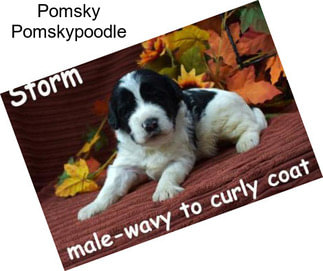 Pomsky Pomskypoodle