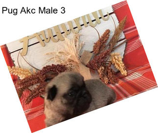 Pug Akc Male 3