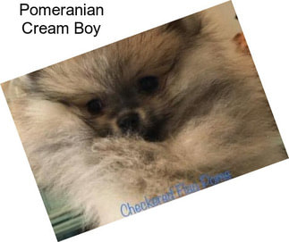 Pomeranian Cream Boy