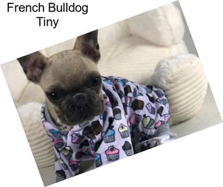 French Bulldog Tiny