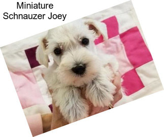 Miniature Schnauzer Joey