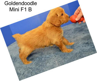 Goldendoodle Mini F1 B