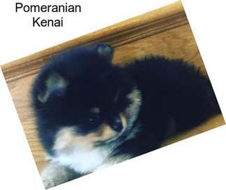 Pomeranian Kenai