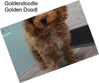 Goldendoodle Golden Doodl