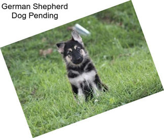 German Shepherd Dog Pending