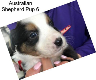 Australian Shepherd Pup 6