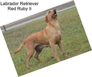 Labrador Retriever Red Ruby Ii