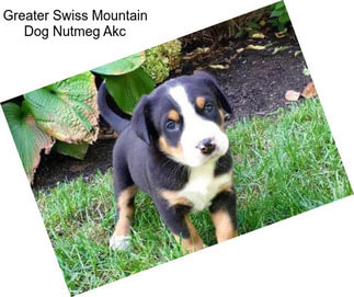 Greater Swiss Mountain Dog Nutmeg Akc