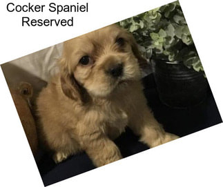 Cocker Spaniel Reserved